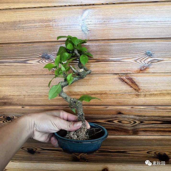 图解 三角梅盆景怎么扦插成活的方法