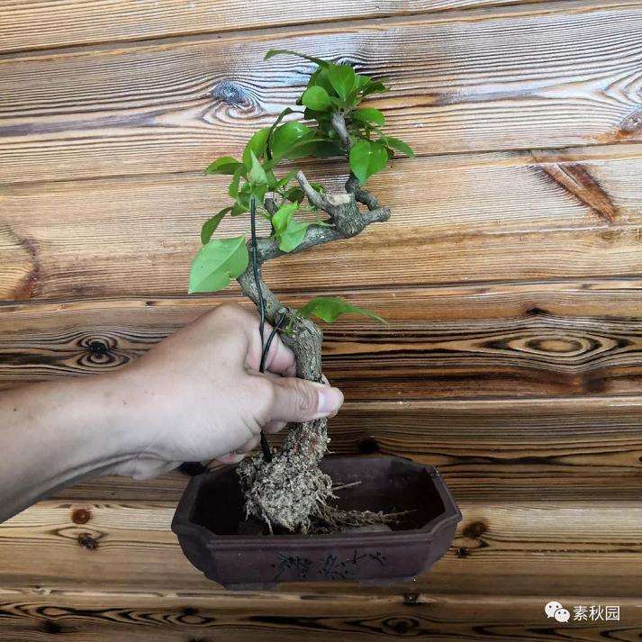 图解 三角梅盆景怎么扦插成活的方法