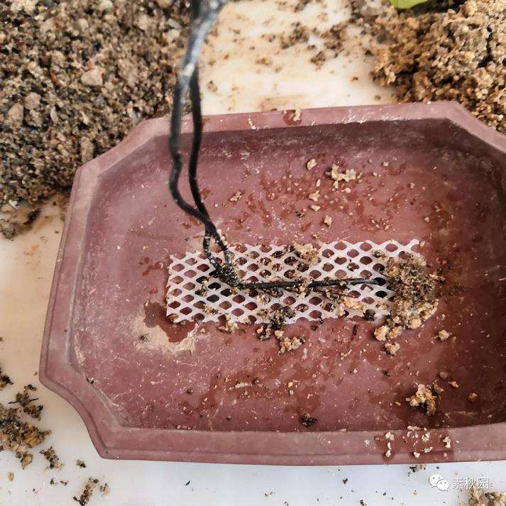 图解 三角梅盆景怎么扦插成活的方法