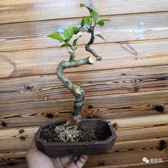 图解 三角梅盆景怎么扦插成活的方法