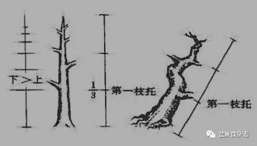 图解 三角梅盆景怎么扦插成活的方法