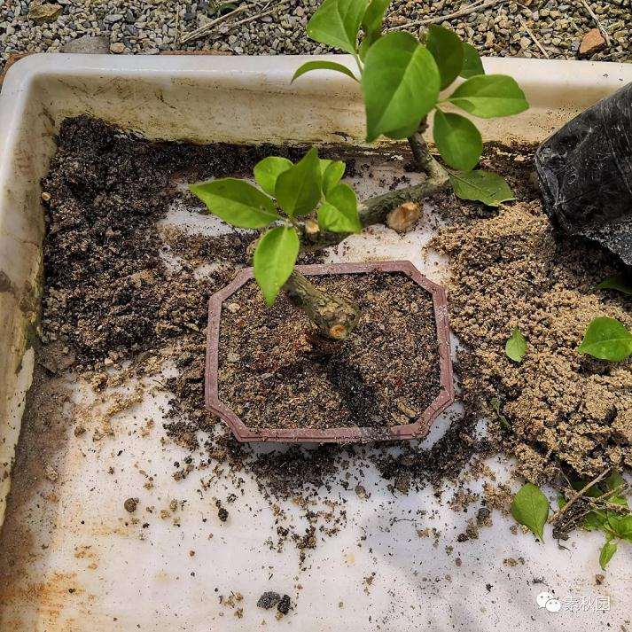 图解 三角梅盆景怎么扦插成活的方法