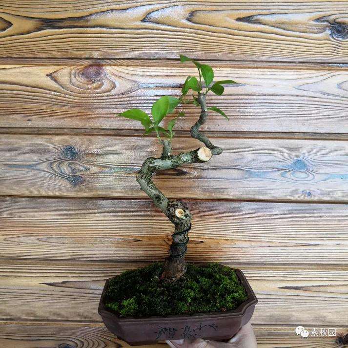 图解 三角梅盆景怎么扦插成活的方法