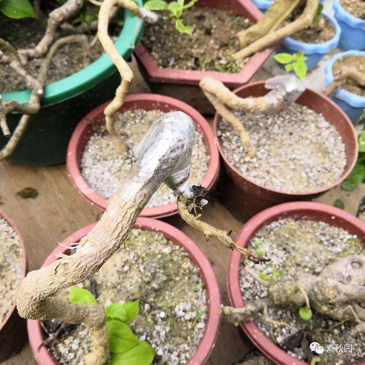 图解 三角梅盆景怎么扦插成活的方法