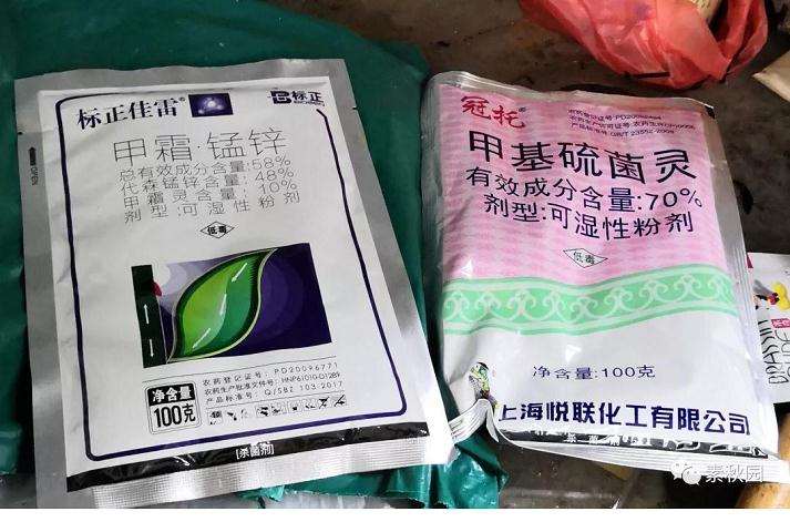 图解 三角梅盆景怎么扦插成活的方法