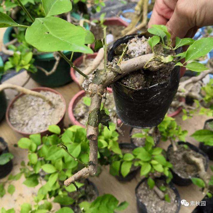 图解 三角梅盆景怎么扦插成活的方法