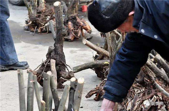 为什么盆景玩家都钟爱野生桩