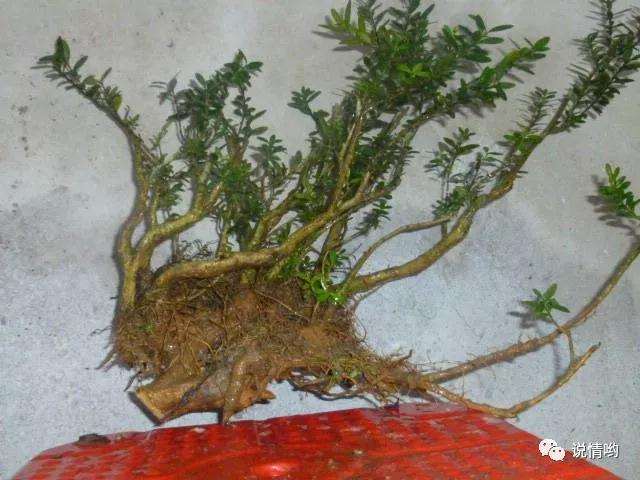 为什么盆景玩家都钟爱野生桩