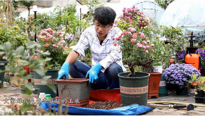 盆景月季怎么嫁接上盆的方法