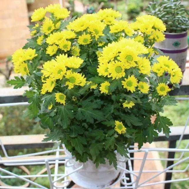 盆景菊花的病虫害怎么防治的方法