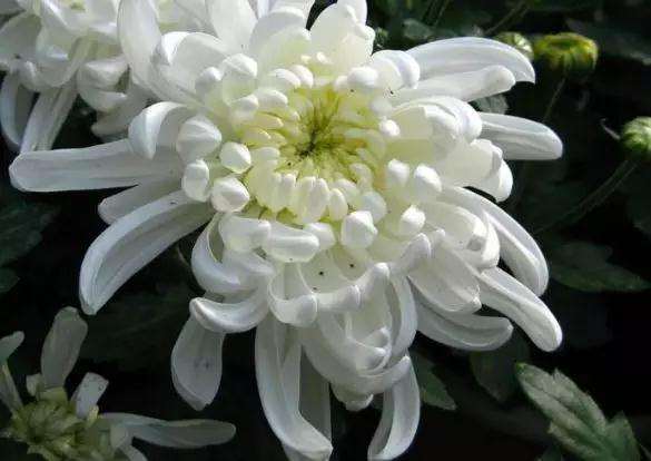 菊花盆景培养土怎么配制的方法