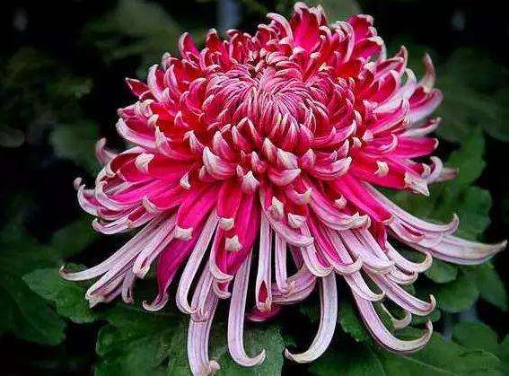 菊花盆景怎么移栽的方法