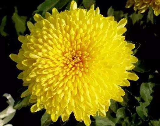 盆景菊花在发芽后怎么浇水的方法