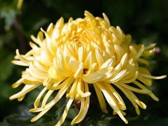 盆景菊花栽培过程中怎么施肥的方法