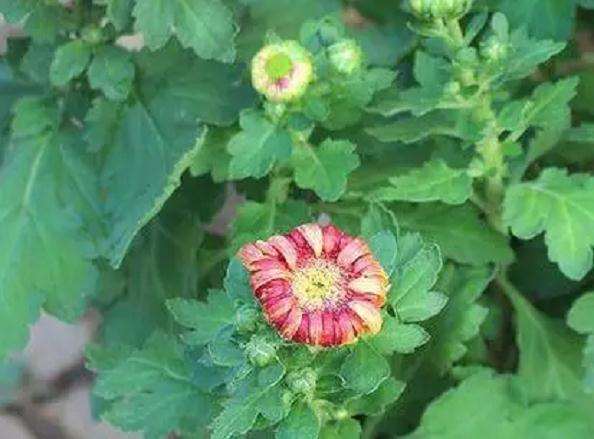 菊花盆景怎么摘心与留枝的方法