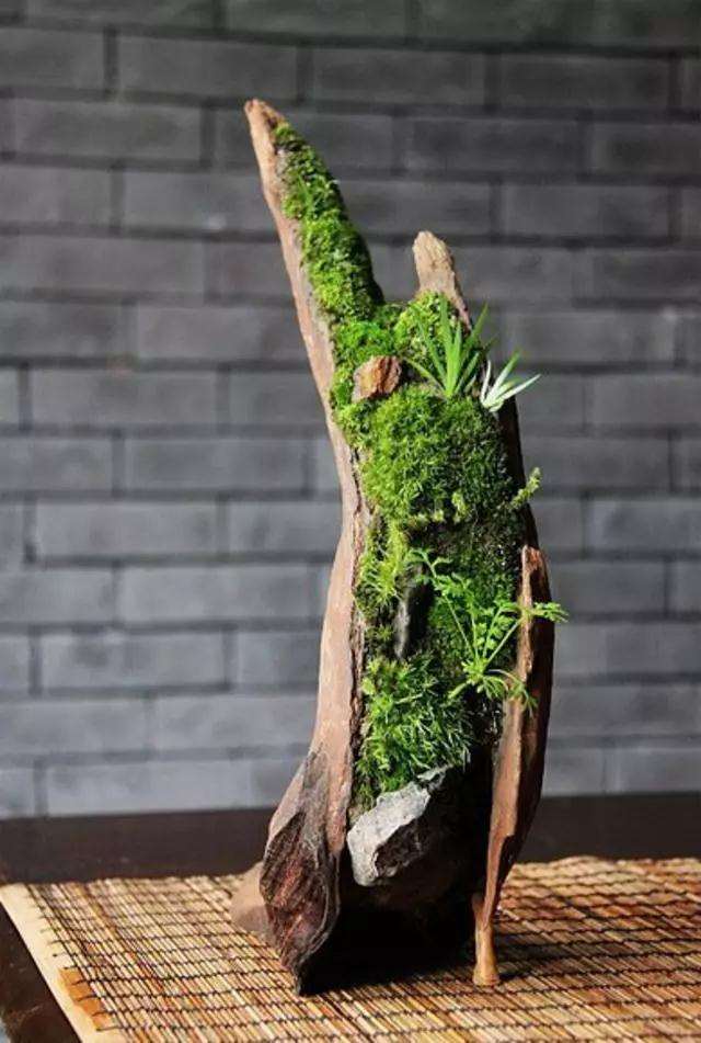 盆景青苔怎么安然度过夏季的方法