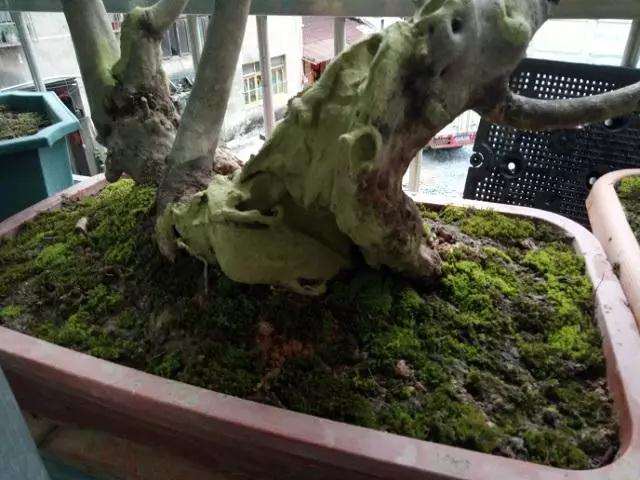 盆景青苔怎么安然度过夏季的方法