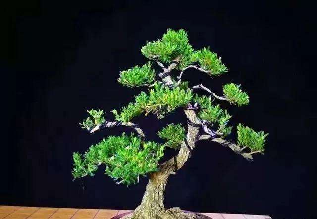 如何挑选小黄杨树苗盆景的方法