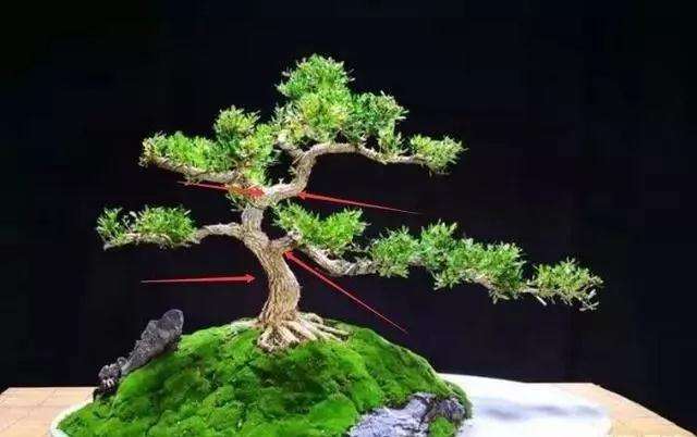 如何挑选小黄杨树苗盆景的方法