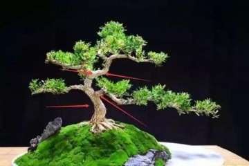 如何挑选小珍珠黄杨树苗盆景的方法