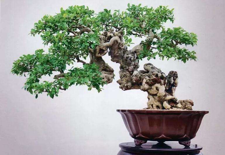 怎么制作矮化盆景的8个方法