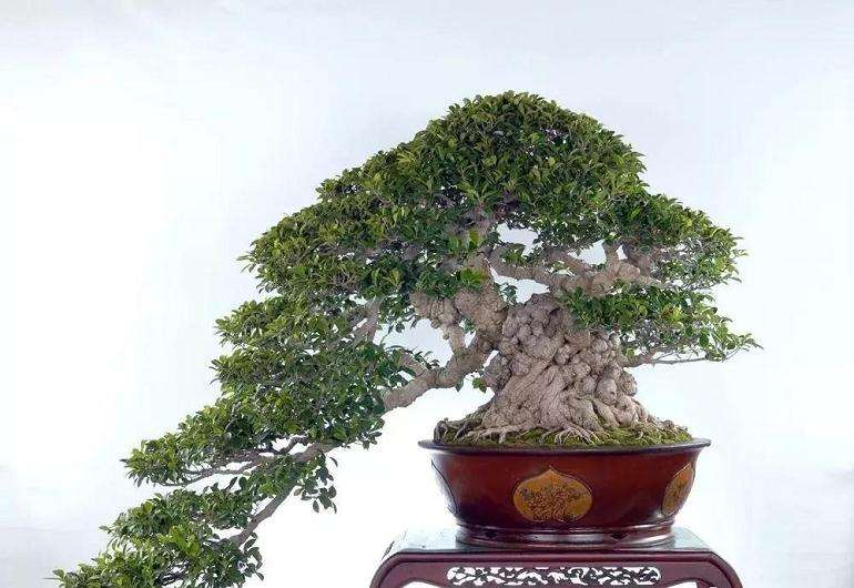 怎么制作矮化盆景的8个方法