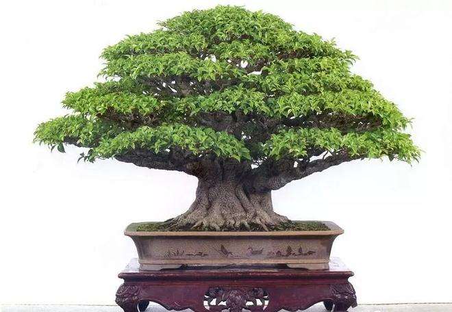 怎么制作矮化盆景的8个方法