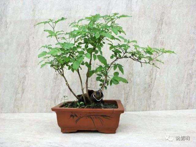 黄荆盆景的最好采桩时间是什么时候