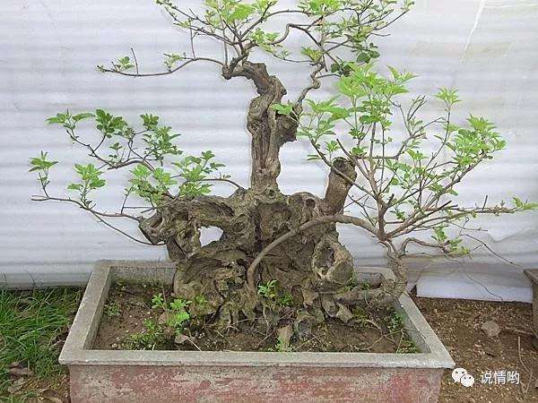 黄荆盆景发芽后怎么取下袋子的方法