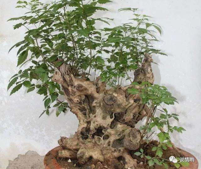 黄荆盆景发芽后怎么取下袋子的方法