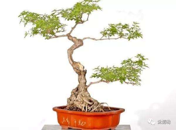 什么时候给黄荆盆景造型最好