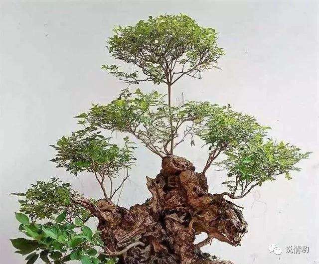 什么时候给黄荆盆景造型最好