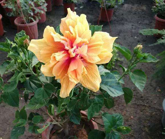 扶桑花盆景的花盆怎么选择与换盆