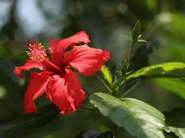 扶桑盆景怎么施肥浇水的方法