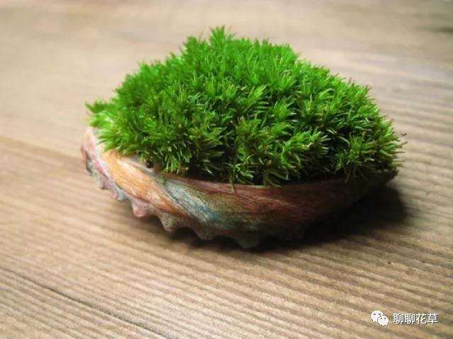 苔藓盆景怎么上苔的方法