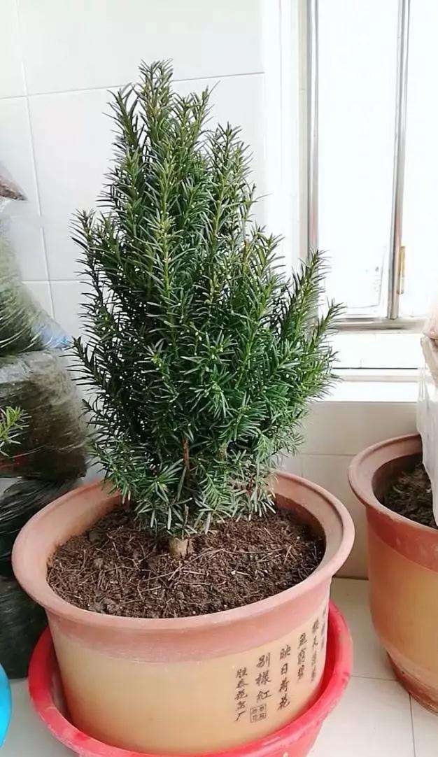 红豆杉盆景怎么养护的5个方法