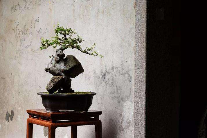 怎么在室内做好盆景与红木家具的搭配