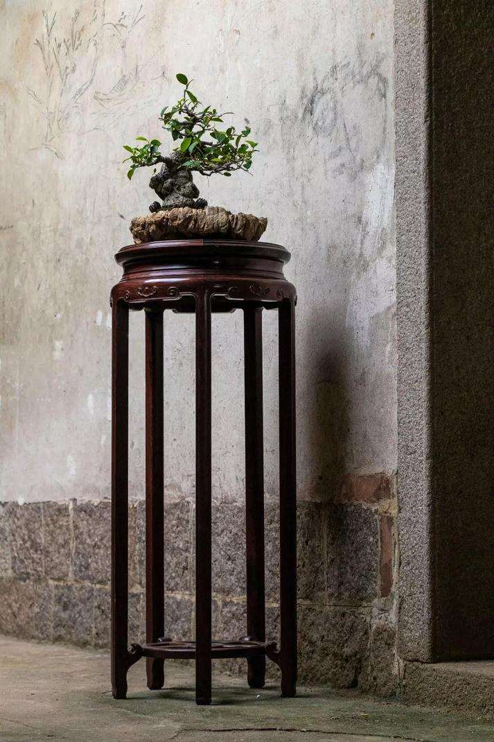 怎么在室内做好盆景与红木家具的搭配