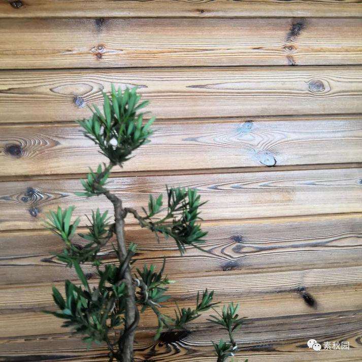 树木盆景怎么结顶的几个方法