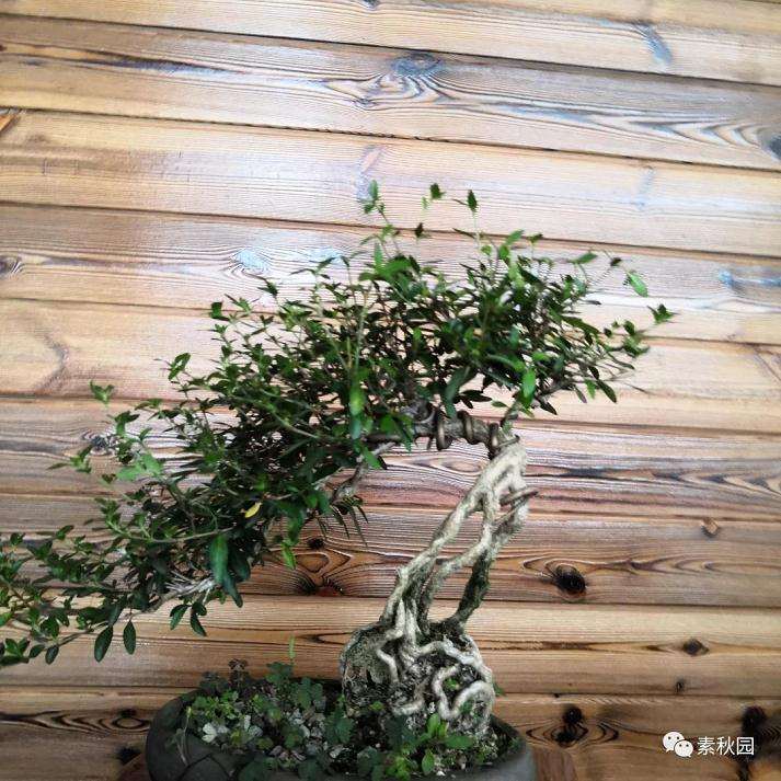 树木盆景怎么结顶的几个方法