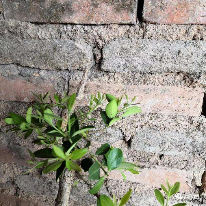 树木盆景怎么结顶的几个方法