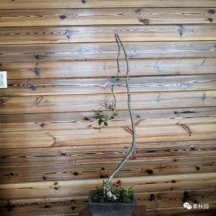 树木盆景怎么结顶的几个方法