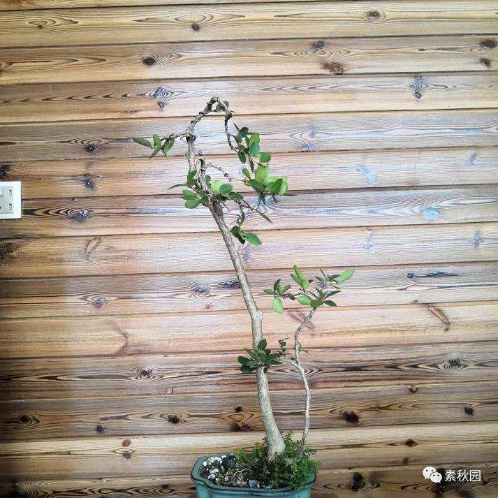 树木盆景怎么结顶的几个方法