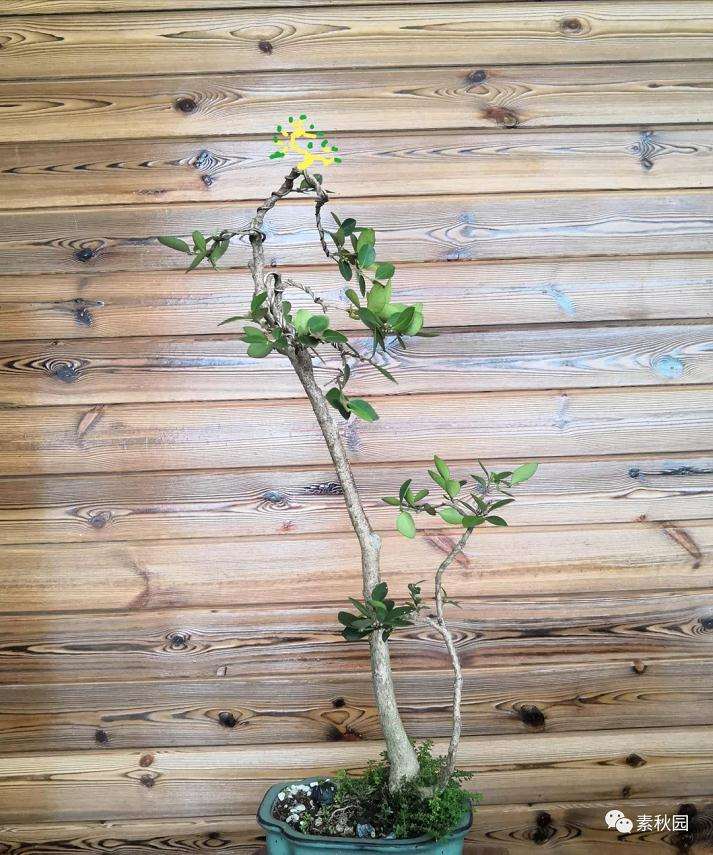 树木盆景怎么结顶的几个方法