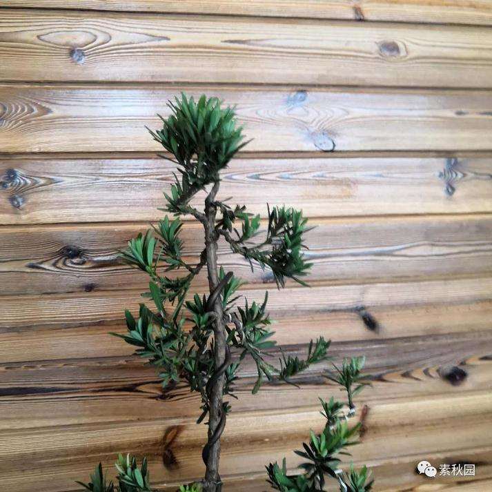 树木盆景怎么结顶的几个方法