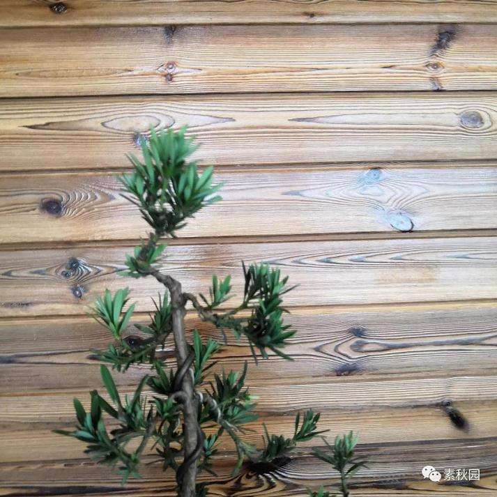 树木盆景怎么结顶的几个方法