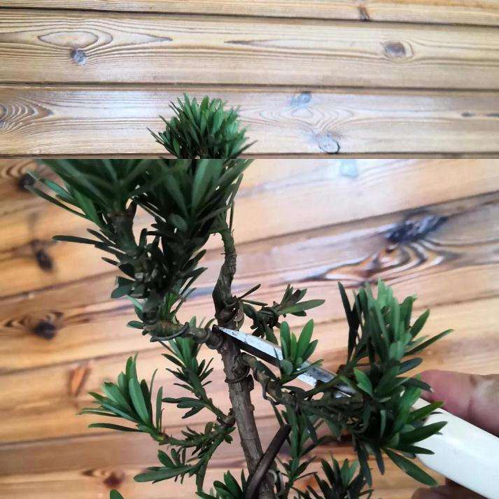 树木盆景怎么结顶的几个方法