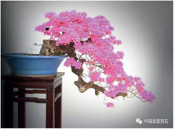 映山红盆景怎么制作技巧