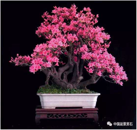 野生映山红盆景怎么栽培与养护
