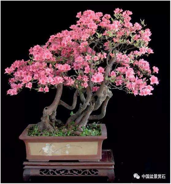 野生映山红盆景怎么栽培与养护